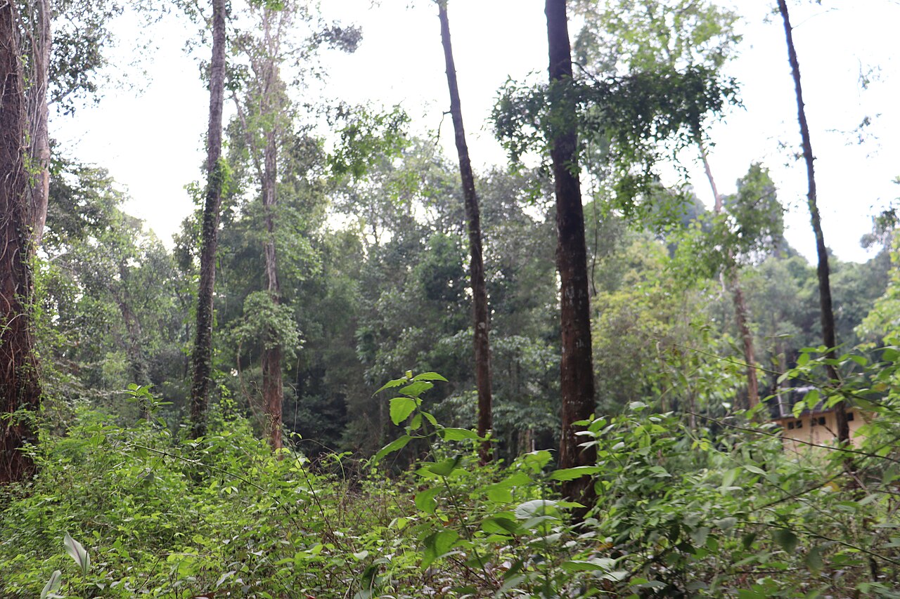 Amaramkavu