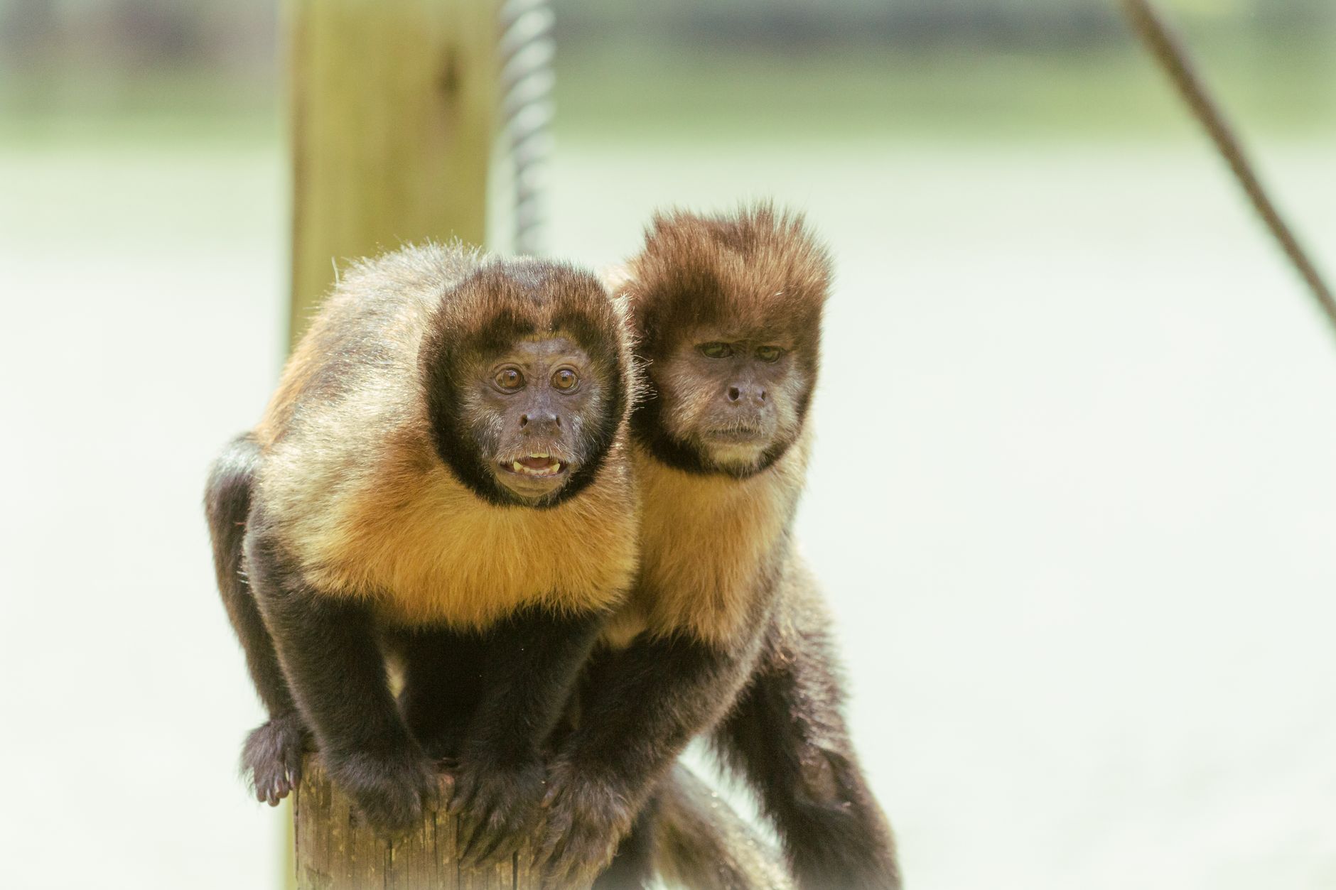 Capuchin Ashramam